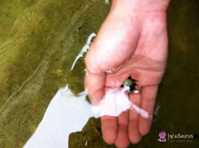A tiny water creature held in the palm of a hand above a pond