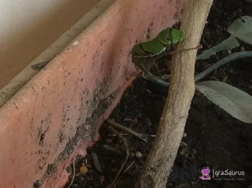 A green caterpillar on the stem of a potted plant