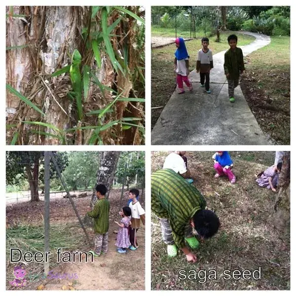 A collage from a deer farm, with the children walking a path and collecting saga seeds