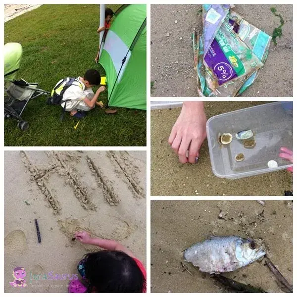 A beach collage: the tent on the grass, shells in a box, writing in the sand, plastic litter and a dead fish
