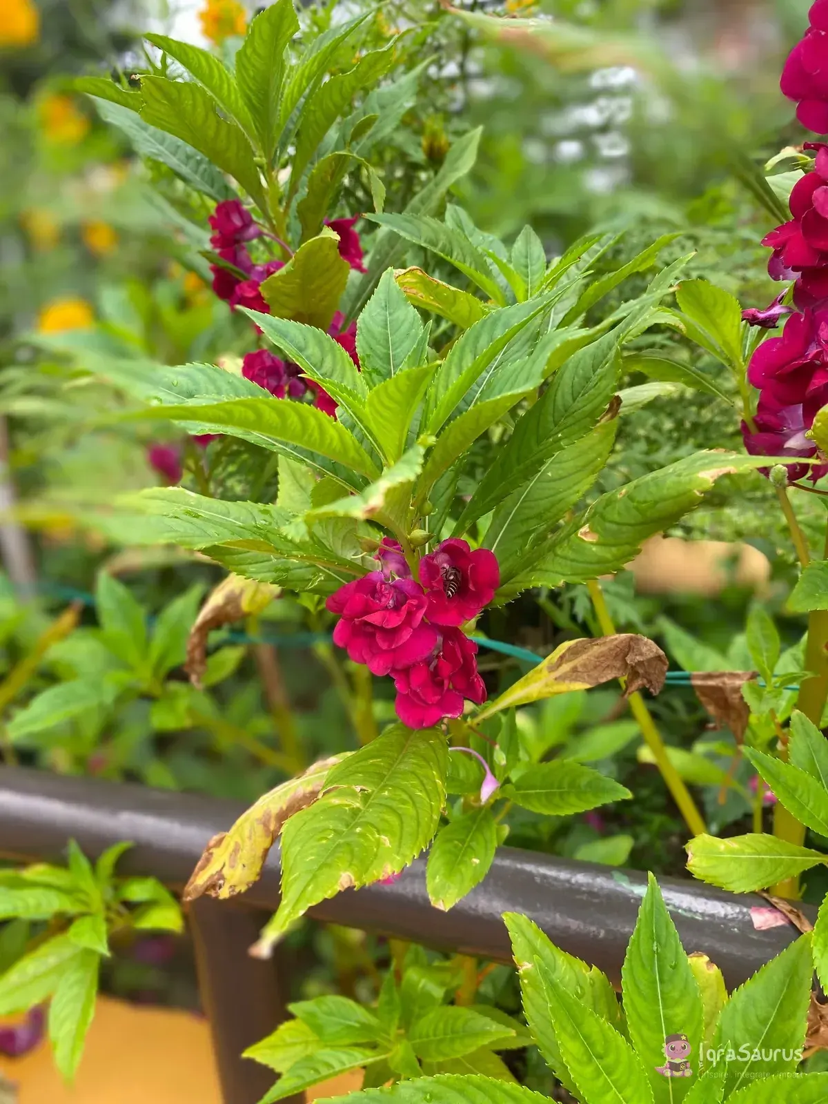 Red flowers and green leaves growing by a garden railing