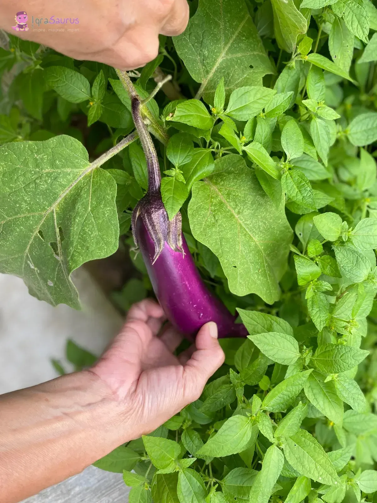 A hand reaching for a purple brinjal growing in a garden