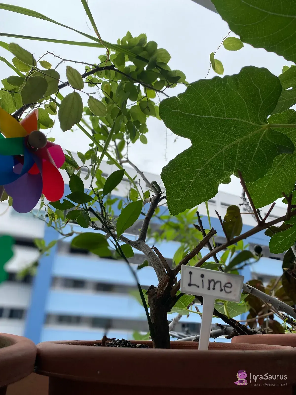 A potted lime tree with a hand-written "Lime" marker, fig leaves and a paper pinwheel