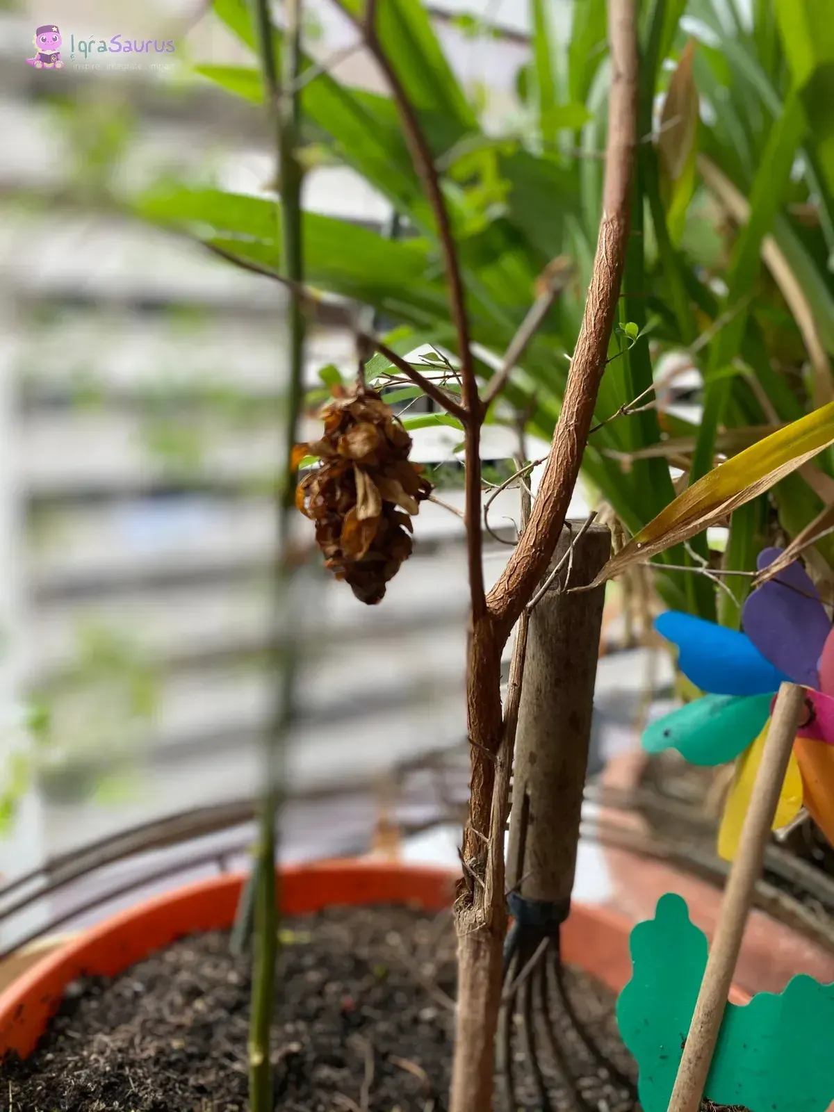 A dried pod hanging from a thin stem in a pot
