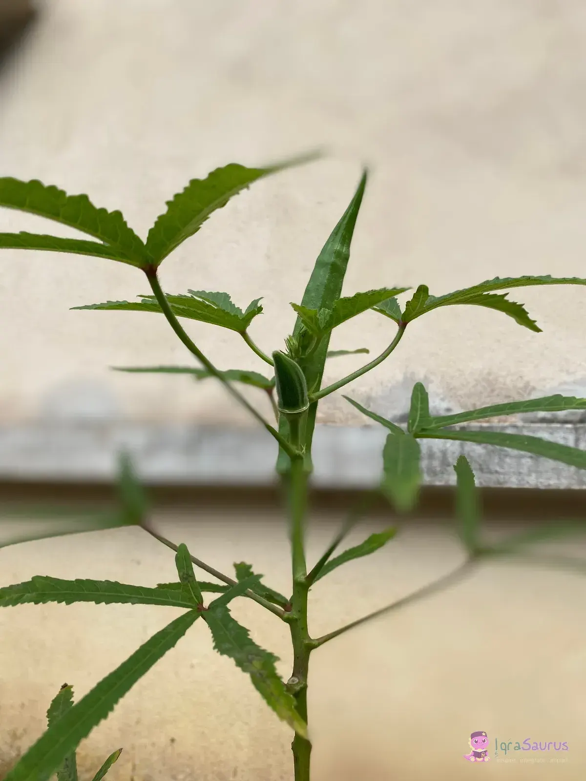 A young okra plant with its first small pod