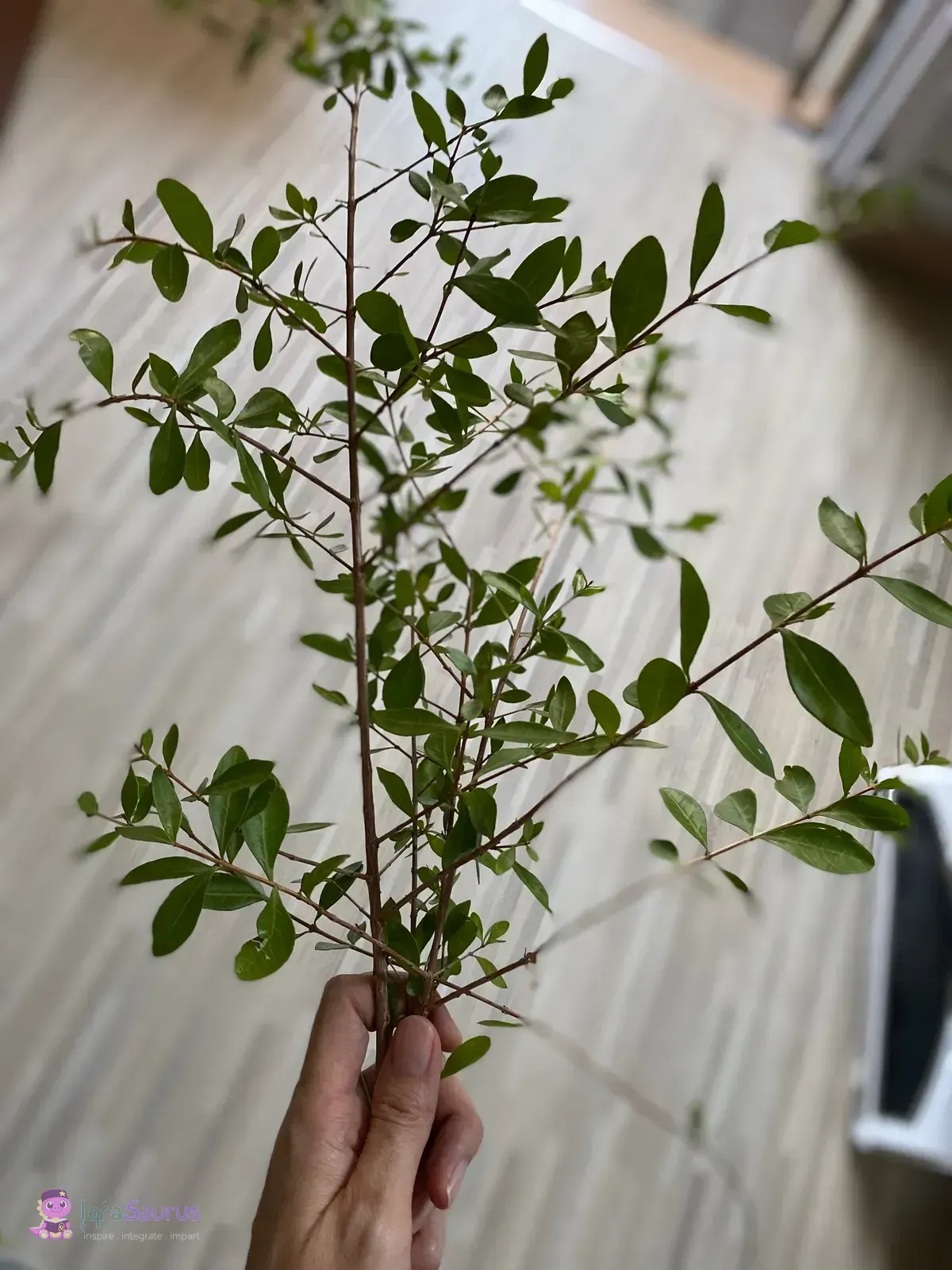 A hand holding freshly cut sprigs of a small-leaved herb