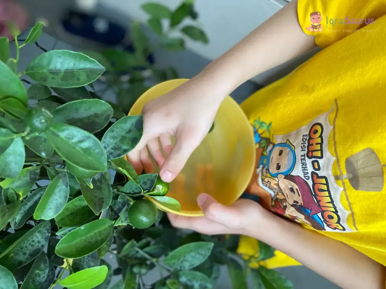 A child picking small limes from the tree into a yellow bowl