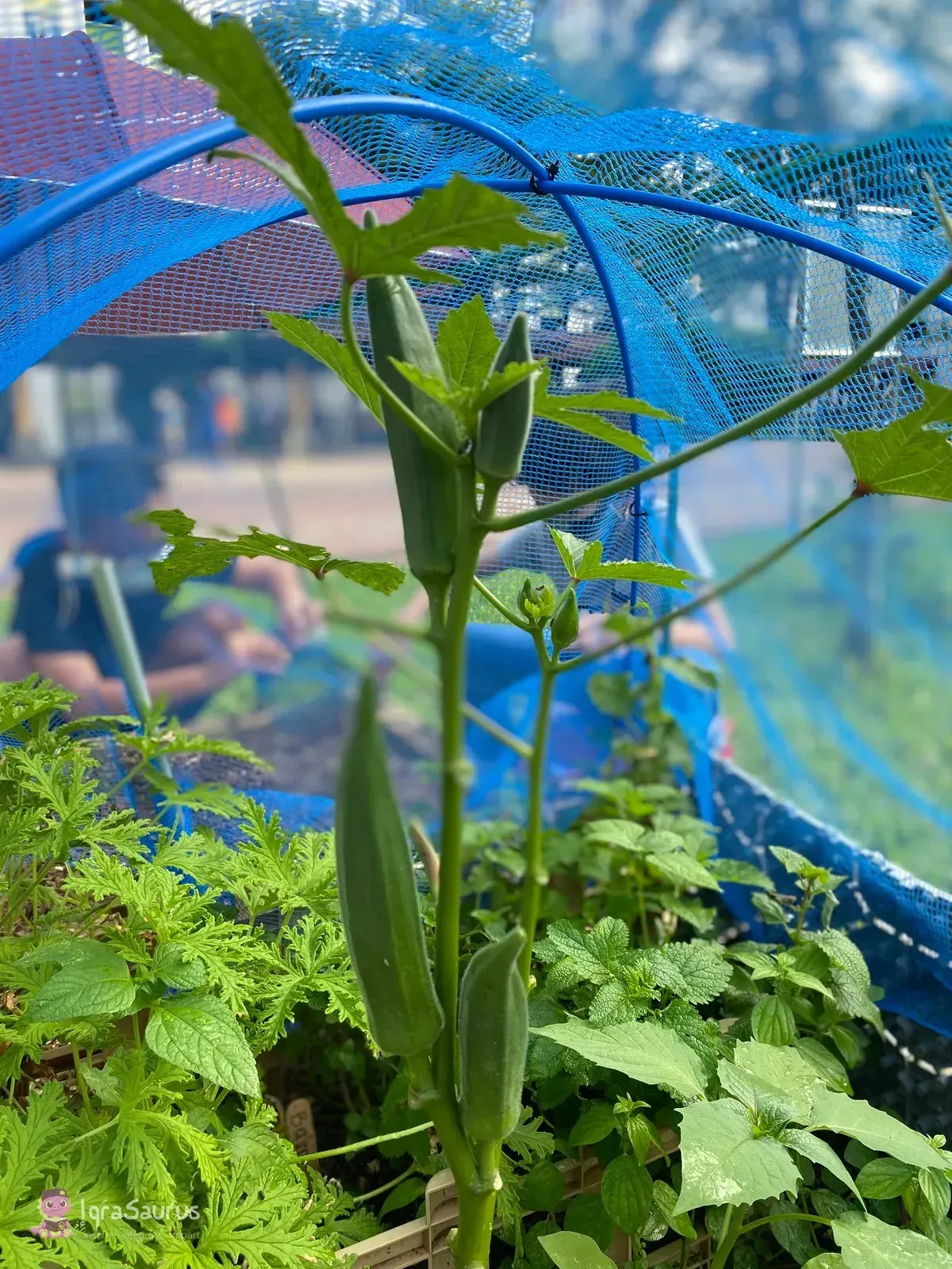 Okra pods growing in a community garden plot under blue netting