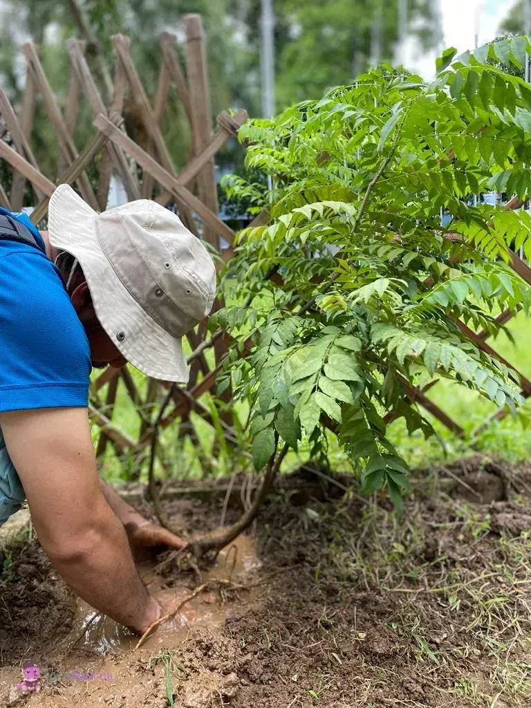 Daddy, in a bucket hat, pressing mud around the roots of a young curry leaf tree