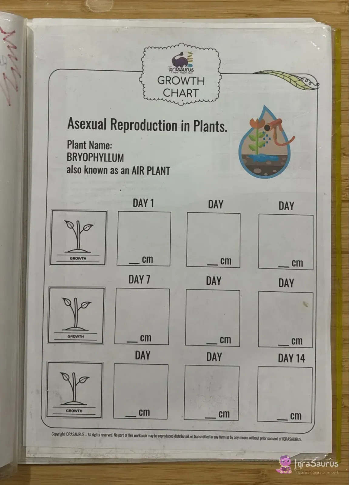 IqraSaurus growth chart for Bryophyllum, the air plant, with boxes from Day 1 to Day 14
