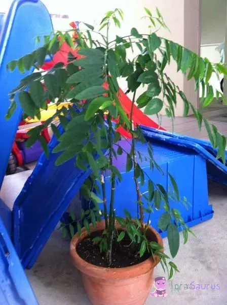 A young curry leaf plant in a clay pot beside children's plastic slides