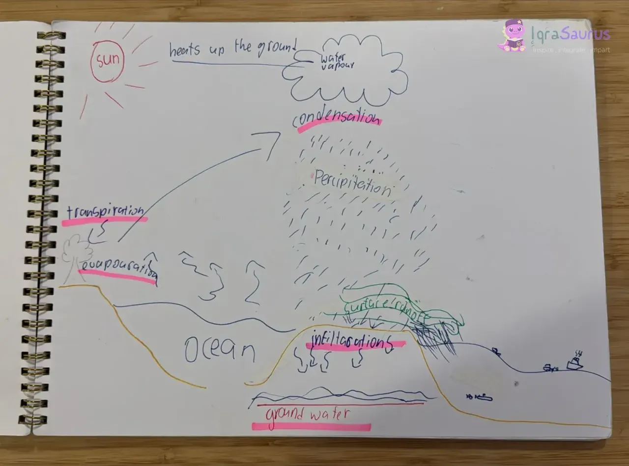 A hand-drawn water cycle with the sun, a cloud, rain, the ocean and labels highlighted in pink
