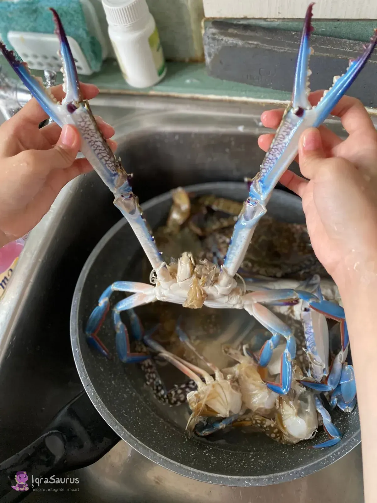Two hands holding up a crab by its long blue claws over a pot in the sink