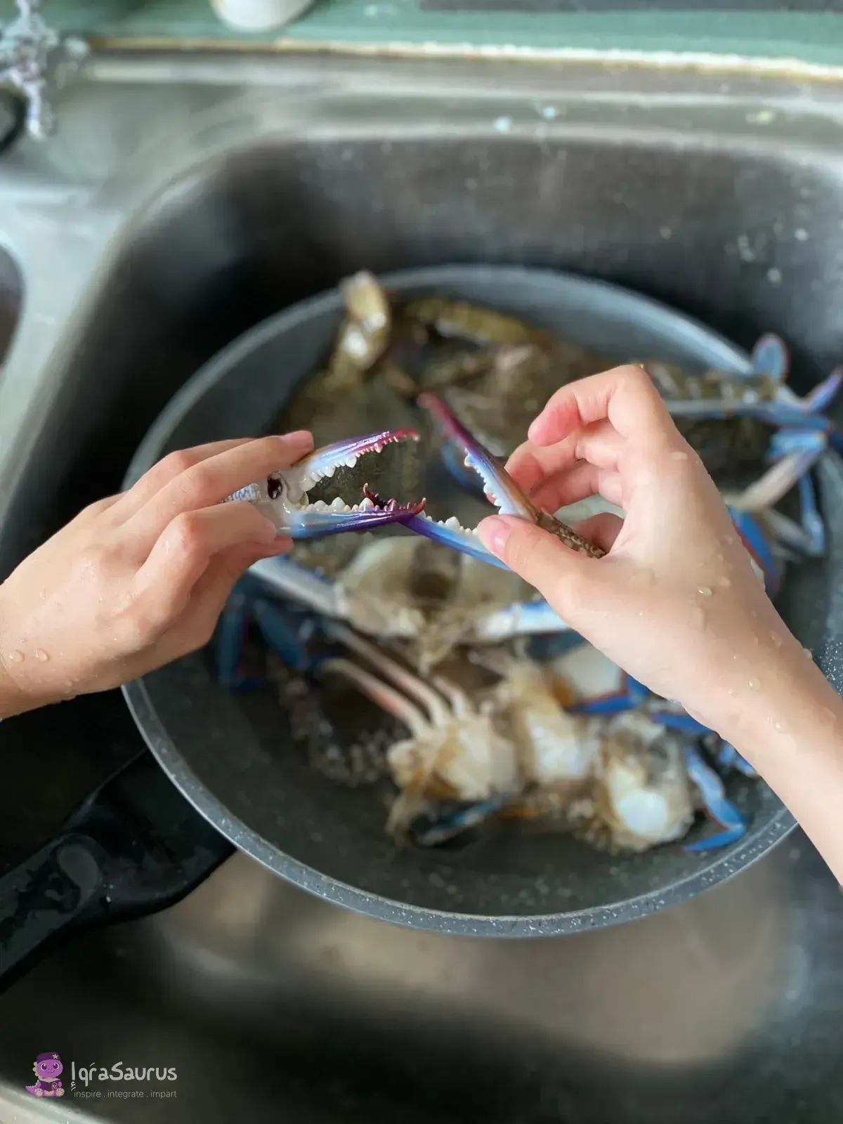 A child's hands opening a crab claw to show its serrated edge